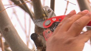 Para realizar la poda del arbolado urbano en Roca se debe obtener el permiso municipal