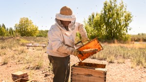 La apicultura de cara al futuro