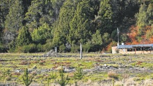 180 hectáreas perdidas por negligencia o dolo