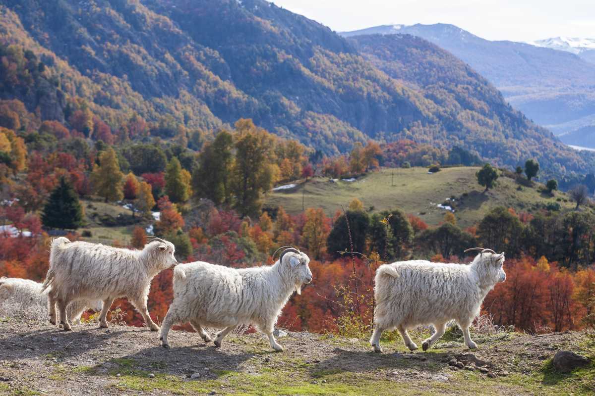 Se vienen "días otoñales", anticipó la AIC. Foto: Patricio Rodríguez