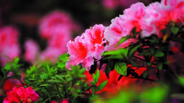 El método de prevención ideal para cuidar a las azaleas de los hongos es ubicarlas en un suelo con buen drenaje, que también esté bien aireado.