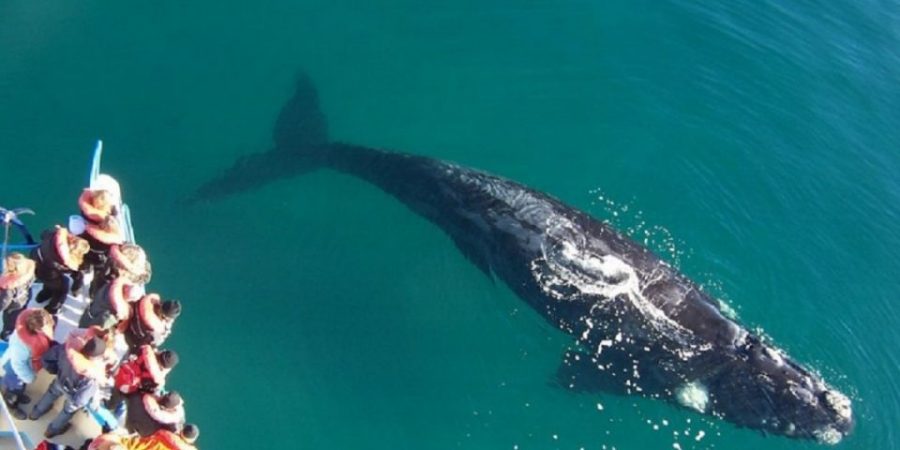 Puerto Madryn es reconocida como la capital de las ballenas en la Patagonia.-