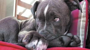 La importancia de educar en razas de perros de tendencia agresiva