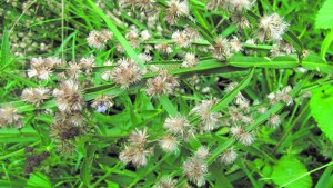 Carqueja, una protagonista de nuestros paisajes