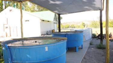 La piscicultura de Regina sumará piletas para la reproducción de especies de peces. (Fotos Néstor Salas)