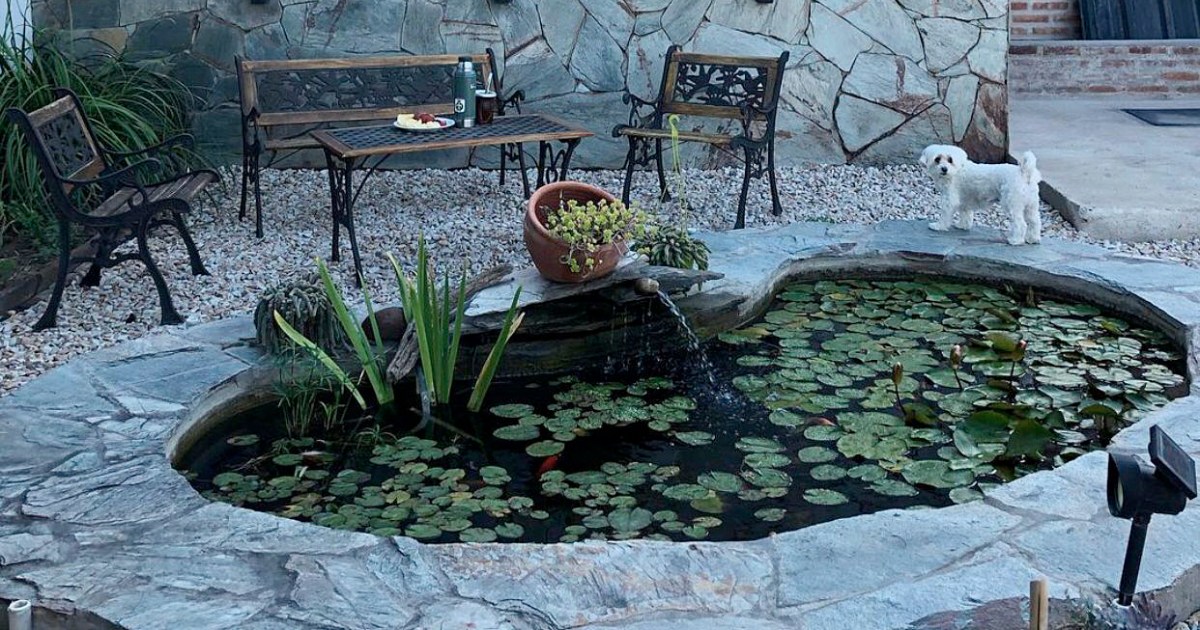 No te gustaría tener un estanque en tu jardín? – Diario Río Negro