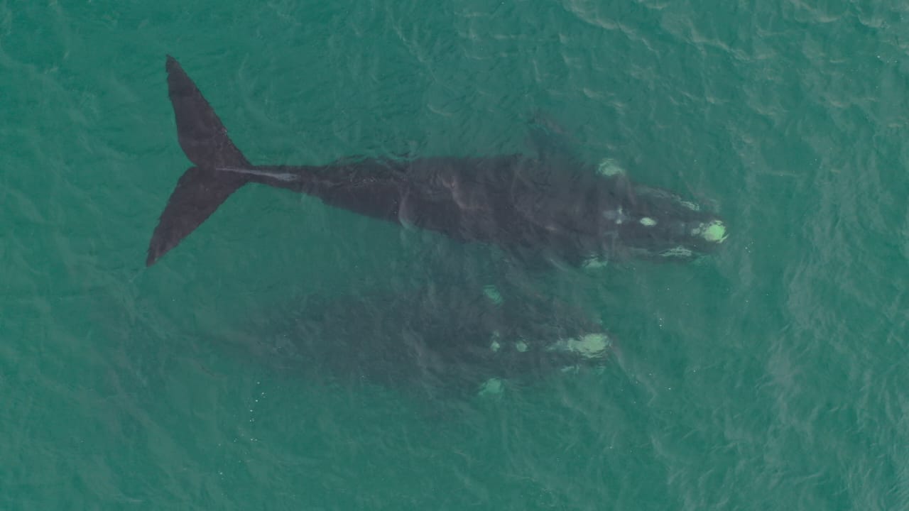 Ayer los buzos vieron a dos ejemplares de ballenas francas similares a estos, que corresponden a una imagen tomada en Las Grutas el año pasado. Foto: Seba Leal