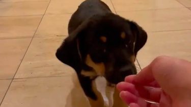 El cachorro, que había sido bautizado John por el indigente, adquirió el apellido "Twitter" tras el revuelo en redes sociales. Foto: redes.-