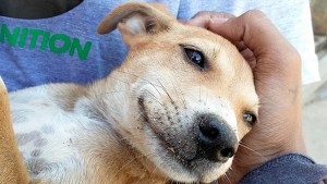 Cómo salvar la vida de tu mascota: conocé los detalles de un curso de RCP para animales en Roca