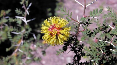 La flor del retortuño, con una característica “globosa”, de color amarillento. El arbusto puede medir un metro de altura.