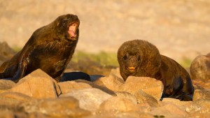 La UNRN ofrecerá una charla sobre la creación del Parque Nacional «Islote Lobos»