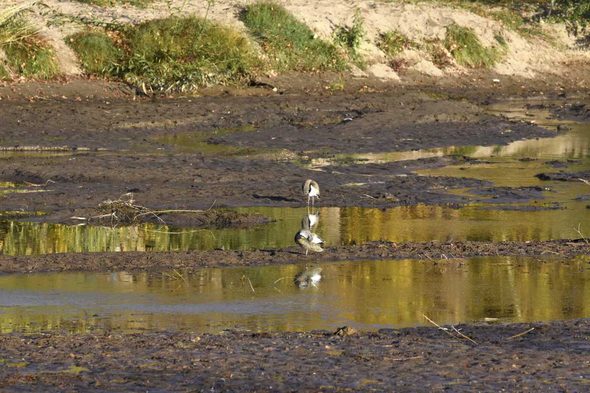 El lecho del río Limay al descubierto por la falta de agua (foto Matías Subat)