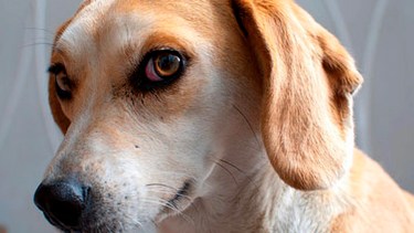 De qué se trata la “tenencia responsable” en animales domésticos