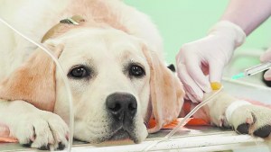 TVT: lo que hay que saber de este tumor venéreo