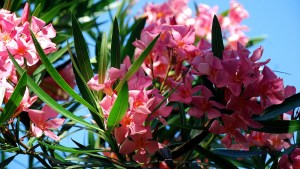 Jardín: Laurel de flor, tan hermosa como peligrosa
