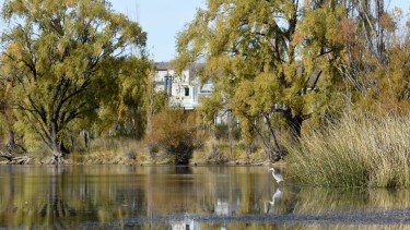 Los cisnes, las nutrias y otras especies vieron alterado su hábitat con la llegada de las máquinas. (FOTOS: Matías Subat)
