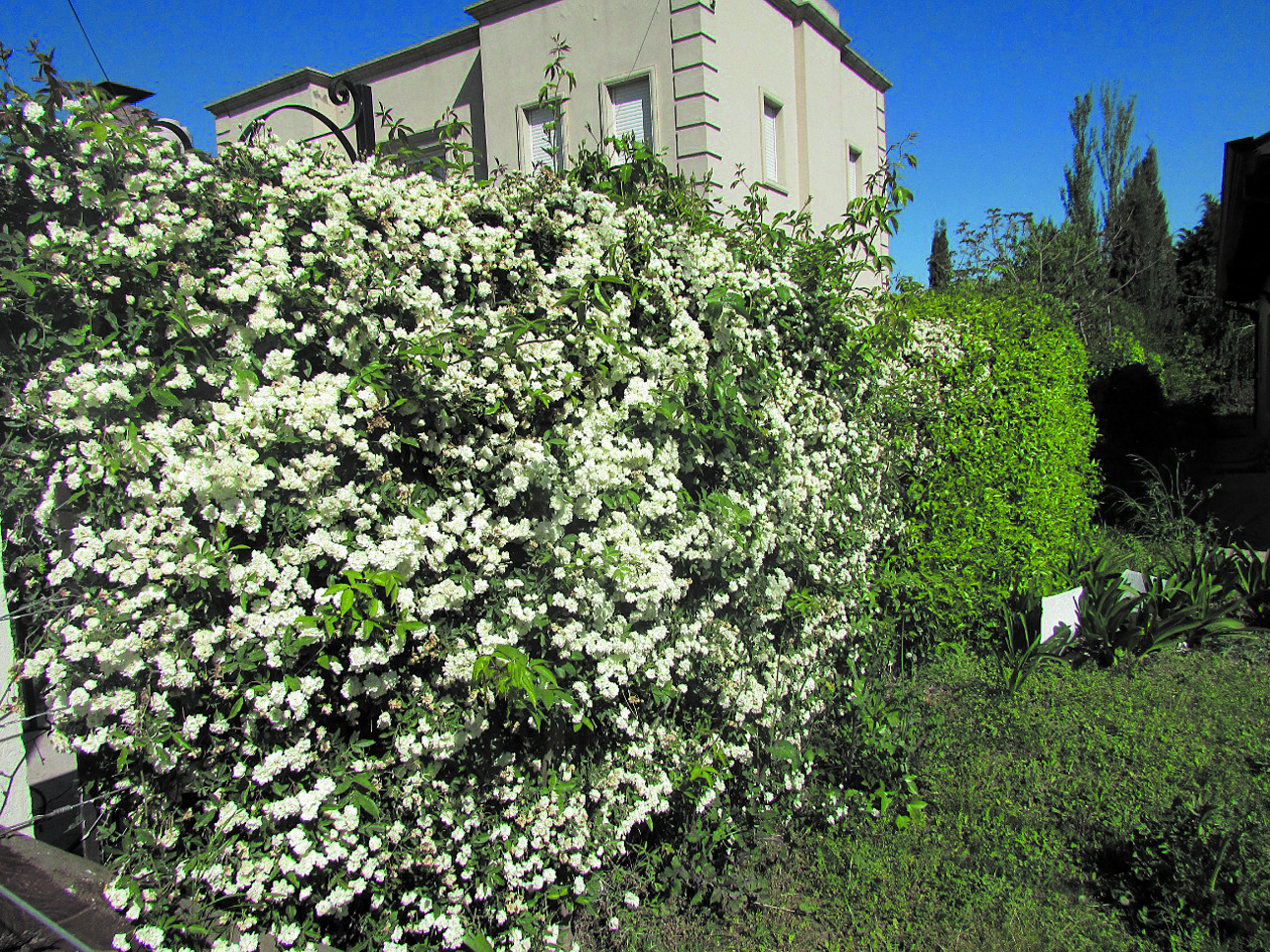 Rosas banksianas blancas, una de las especies más hermosas para decorar cercos frontales.