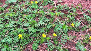 Los suelos no representan ningún inconveniente para la extensión de las rosetas, que ocupan todos los espacios.