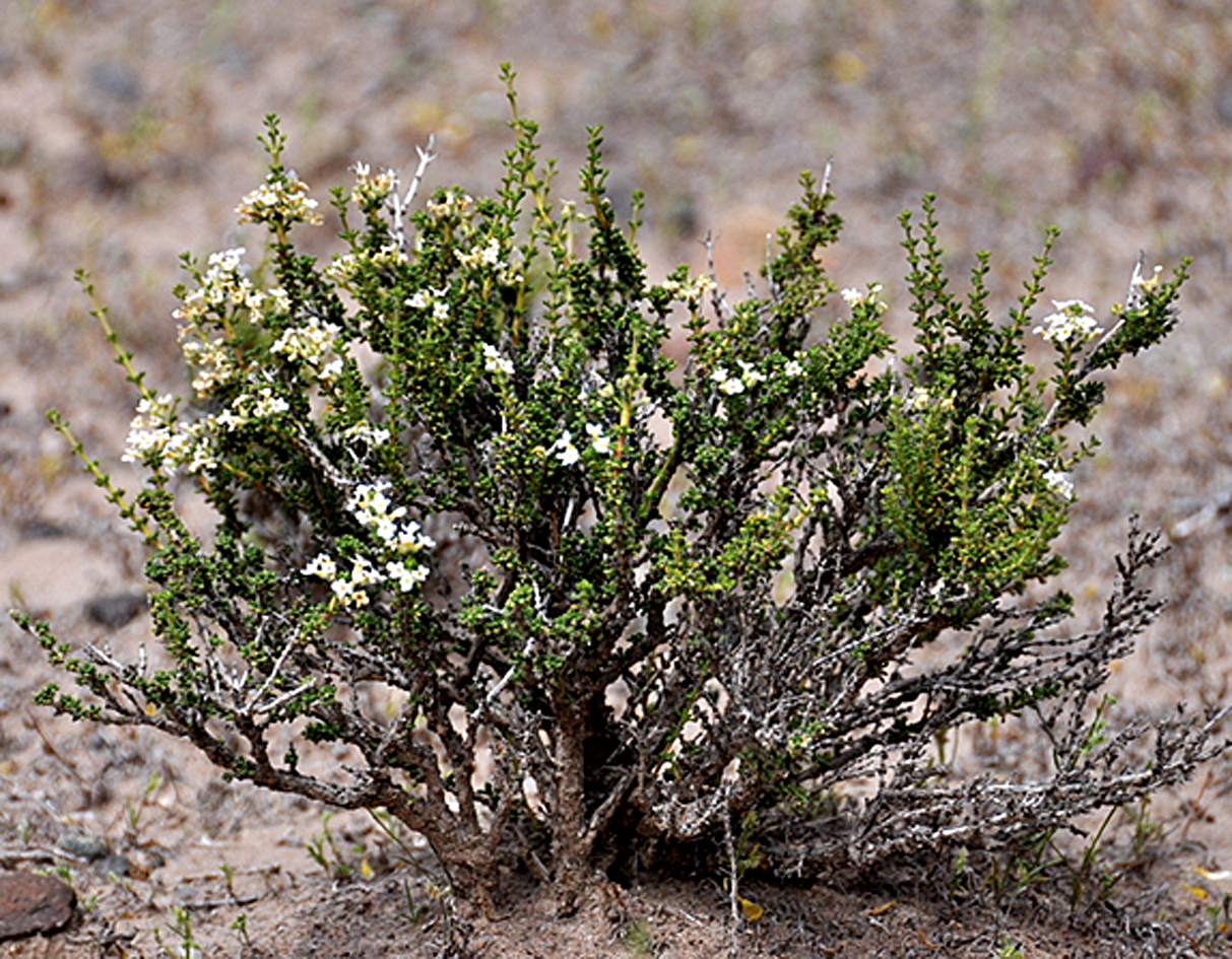 En plena floración, la planta se presenta en toda la zona fitogeográfica del monte. Aquí la podemos observar en las bardas.