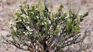 Plantas autóctonas: Tomillo de campo, una especie venerada