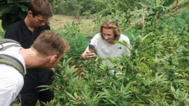 En Uruguay, el viernes pasado ingresó en el Parlamento un proyecto para que los extranjeros puedan comprar marihuana para uso recreativo de manera legal.