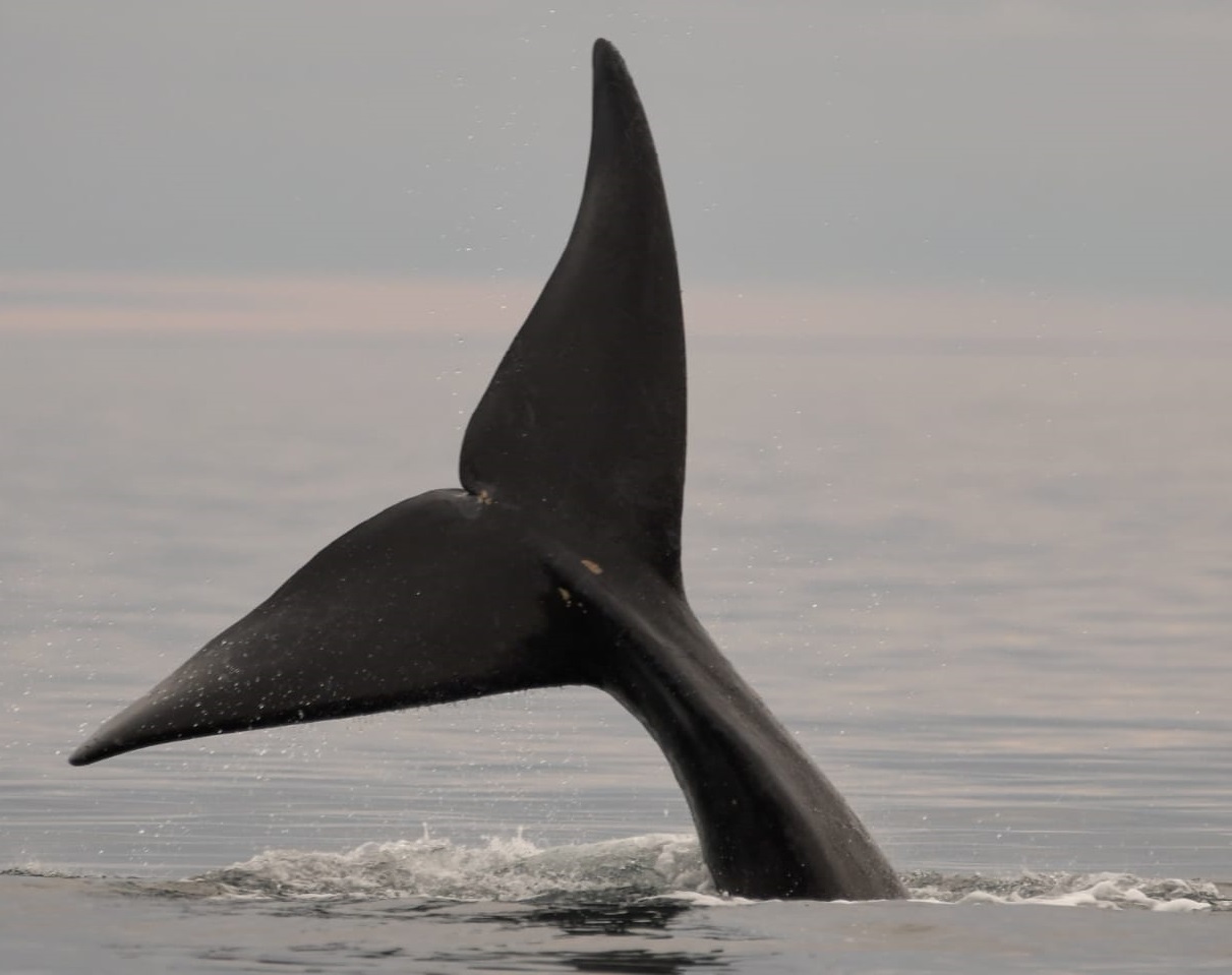 Juan Carlos hace una especie de vigilia para esperar la llegada de las primeras ballenas. Fotos: @juancarloslobos2008