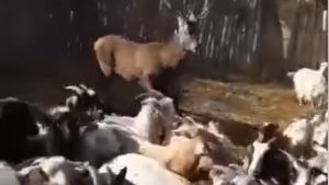 Video: ¿Un ciervo en Cervantes? Nana pastoreaba sus chivas y se encontró esta sorpresa