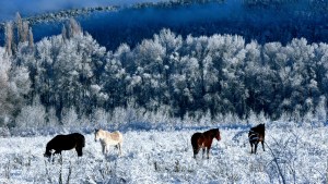 Fin de semana largo en El Bolsón: ¿te vas a resistir a este encanto?