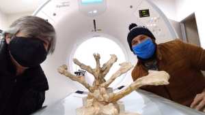 Les hicieron tomografías a pacientes de 80 millones de años en Plaza Huincul