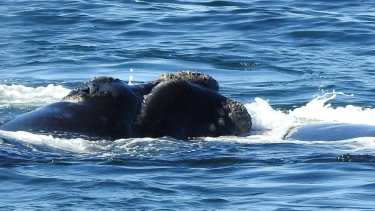 Una ballena a metros de la orilla en La Cantera, a 15 km de Puerto Madryn, Chubut. Fotero Patagónico. 