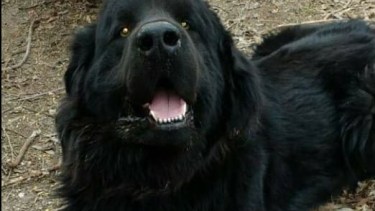 Byron, de raza Terranova, tenía cuatro años cuando murió. Foto: gentileza