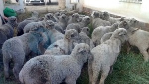 Las ventas conjuntas como herramienta de desarrollo