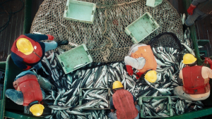 Crisis pesquera en el golfo San Matías: ¿Peligra el  abastecimiento de pescado para Semana Santa en Neuquén y Río Negro?