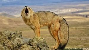 El guardafauna de las fotos increíbles en el norte neuquino