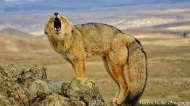 El guardafauna de las fotos increíbles en el norte neuquino