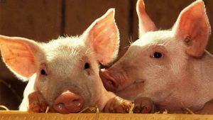 Neuquén inauguró un laboratorio de genética porcina