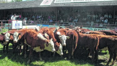 Potenciar las ferias ganaderas