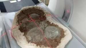 Ahora le toca a los embriones: huevos de dinosaurios pasaron por el tomógrafo en Huincul