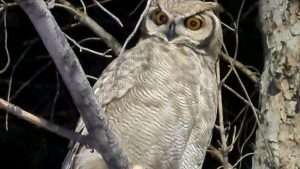Corrían por el Parque Norte y se toparon con un búho pocas veces visto en Neuquén