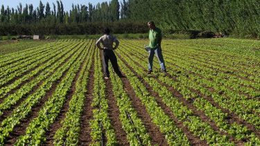 Pueden acceder al beneficio los que tienen una superficie de 50 hectáreas aptas para la actividad agrícola. Foto: Gentileza
