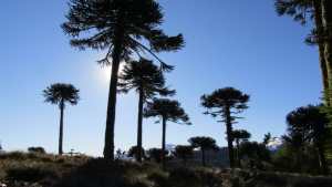 Día del Medio Ambiente: Todo cuidado en nuestra región, en ocasiones, resulta poco