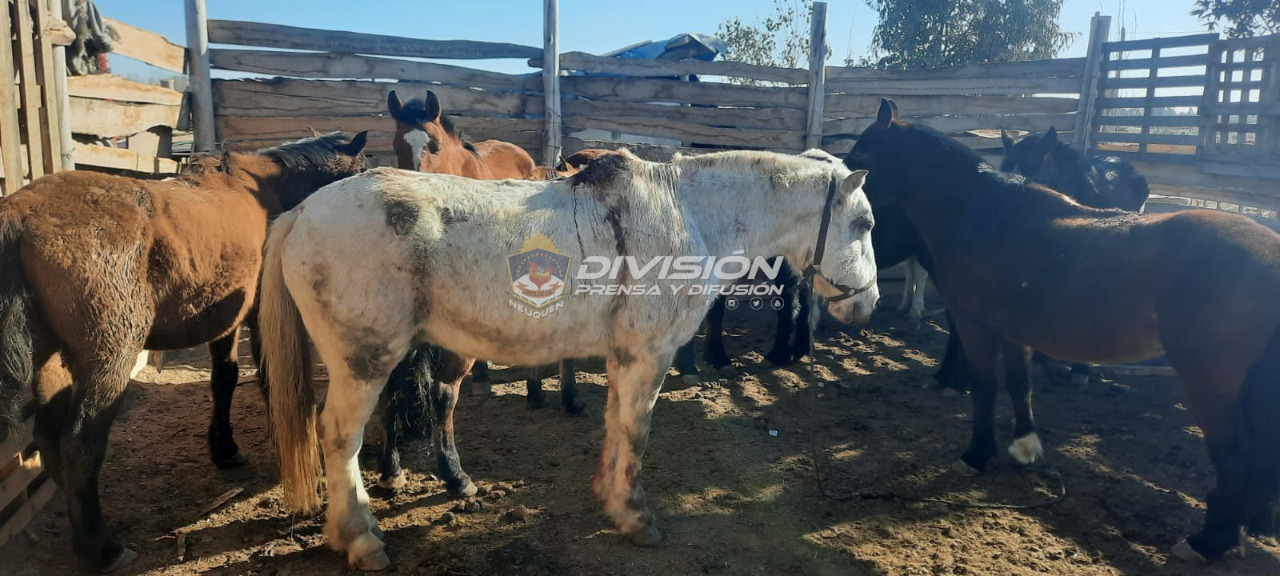 Secuestraron caballos vivos y otros animales faenados tras el allanamiento. Foto: Gentileza. 