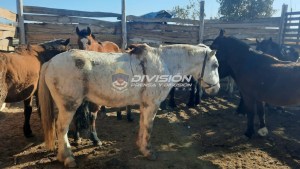 Los detuvieron mientras faenaban caballos en un matadero clandestino en Neuquén