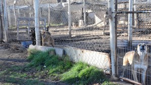 Buscan extender el convenio hasta que todos los perros del refugio de Cipolletti sean adoptados