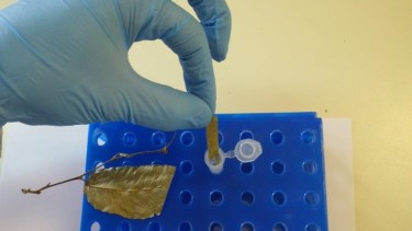 En el ADN del bosque andino hay vestigios de la Era del Hielo