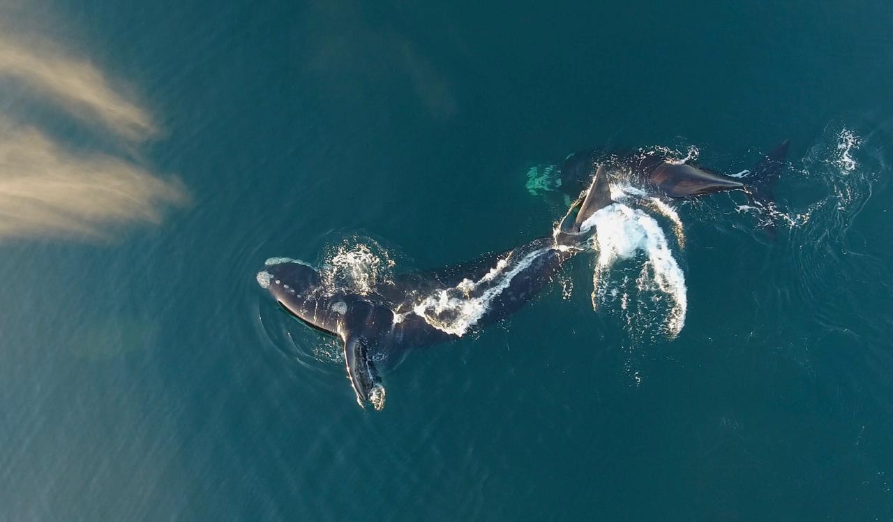 Las ballenas ya comenzaron a arribar a las costas de Chubut como cada año. La temporada de avistaje comenzará el 16 de junio. Madryn espera una ocupación del 70% de sus 7.000 plazas hoteleras. Foto: Maxi Jonas.