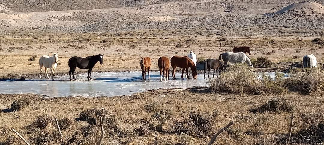 Patagonia pura. En la ruta de la estepa, una tropilla de caballos sobre la capa de hielo que cubre el ojo de agua. 