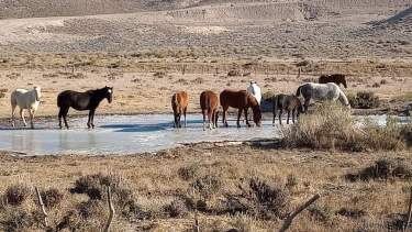 Patagonia pura. En la ruta de la estepa, una tropilla de caballos sobre la capa de hielo que cubre el ojo de agua. 