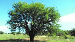 Plantas autóctonas: el poder del algarrobo dulce