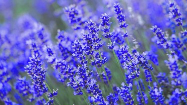 El maravilloso y perfumado mundo de la lavanda